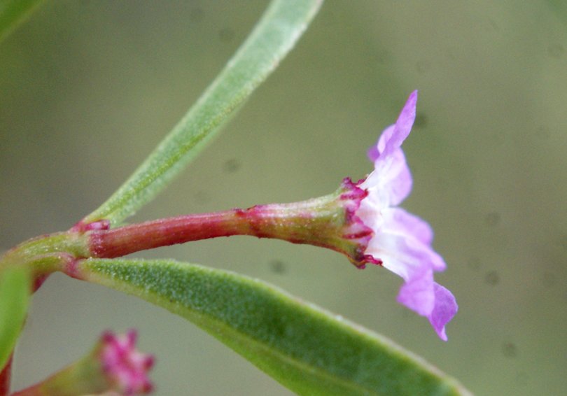 lythrum tribracteatum