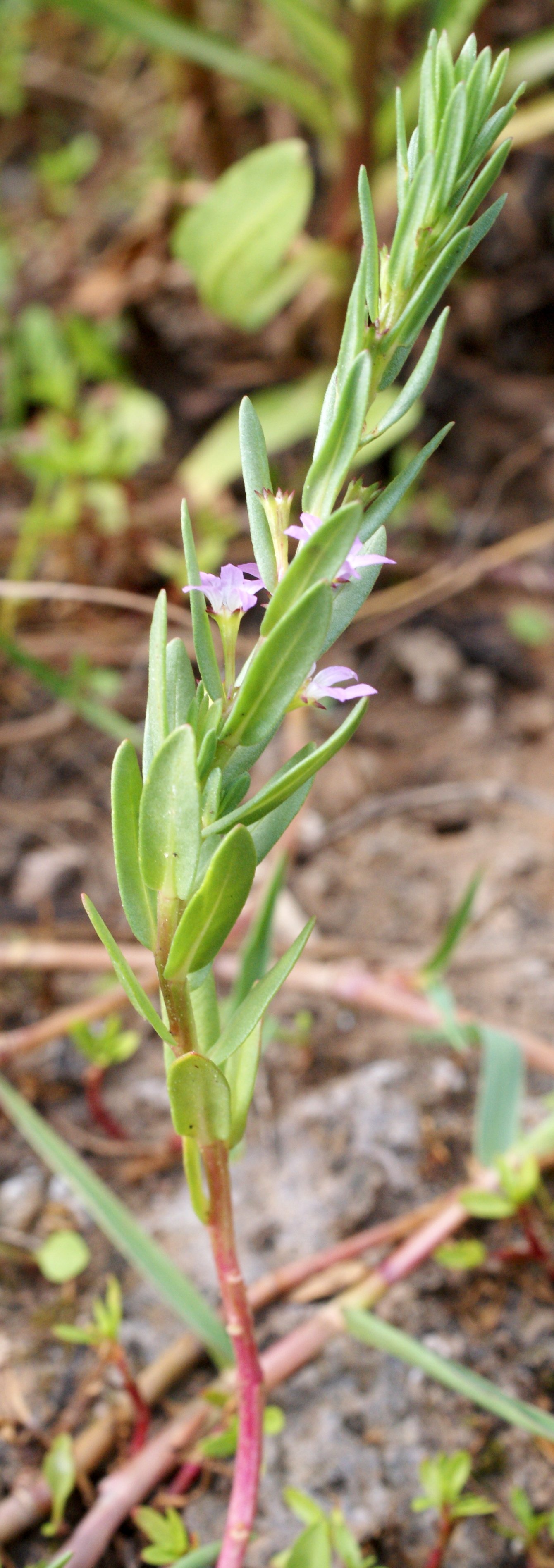 lythrum tribracteatum