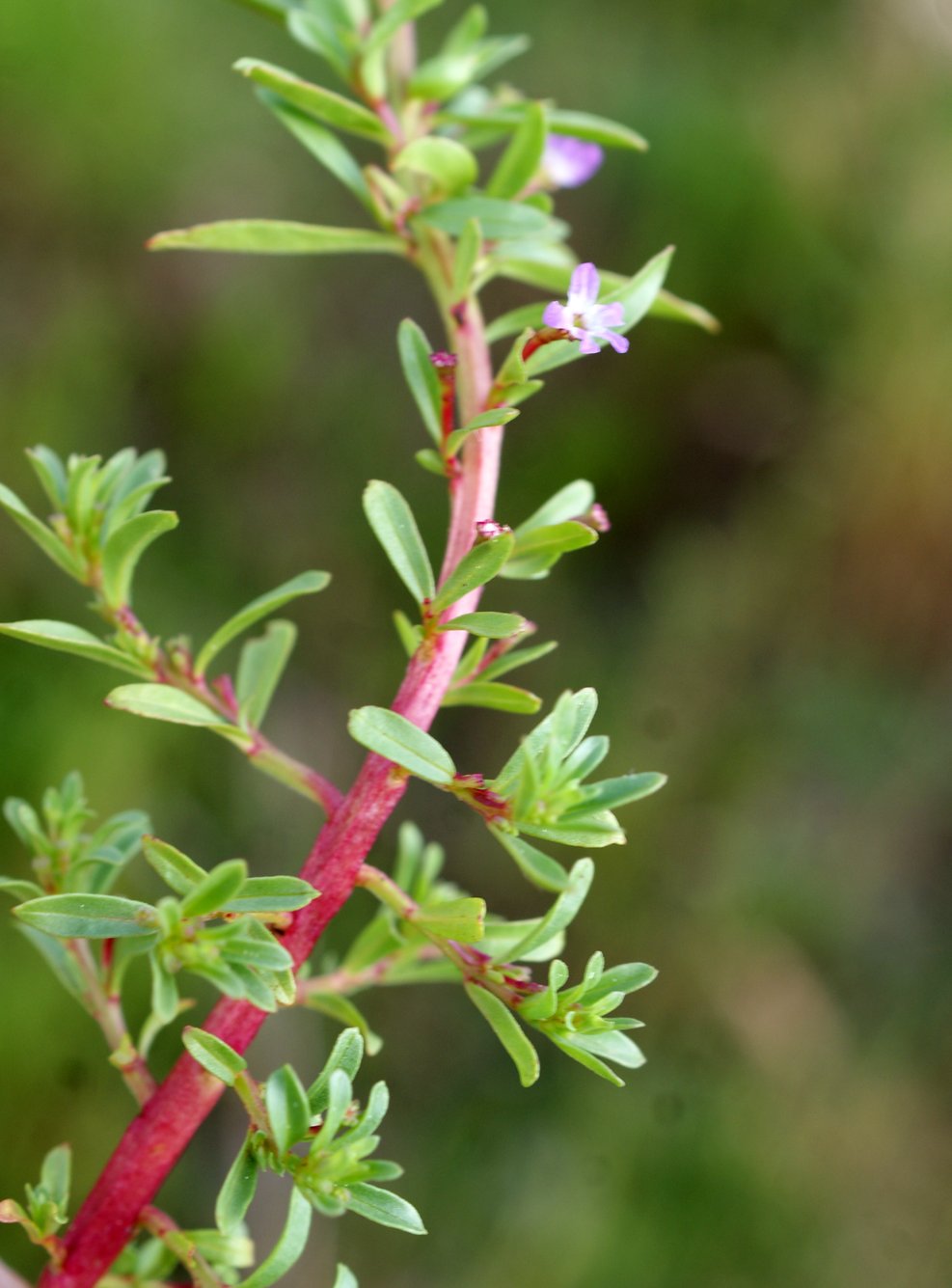 lythrum tribracteatum