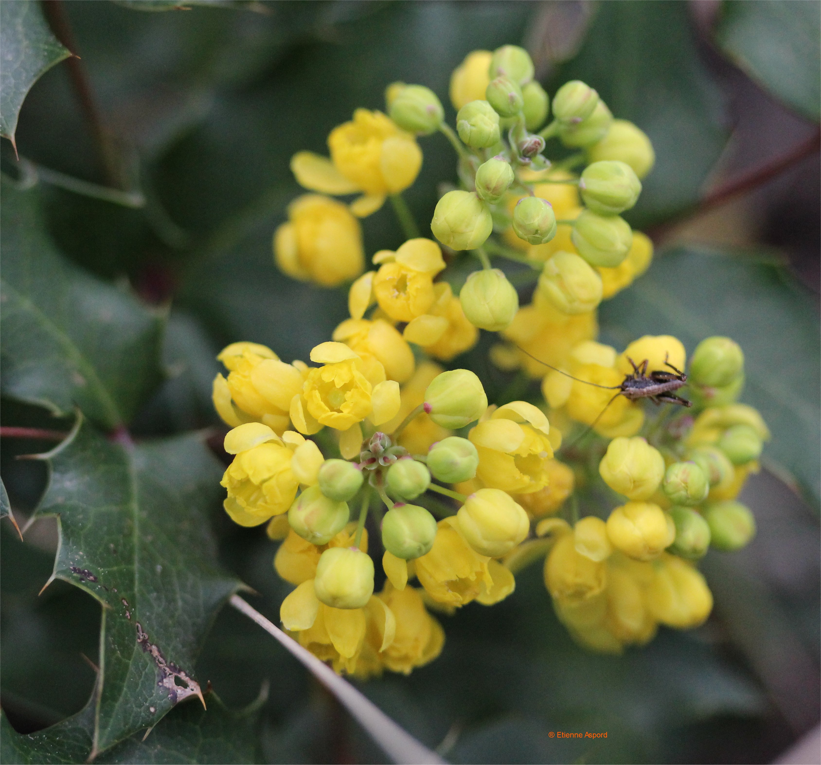 Mahonia aquifoliummahonia aquifolium