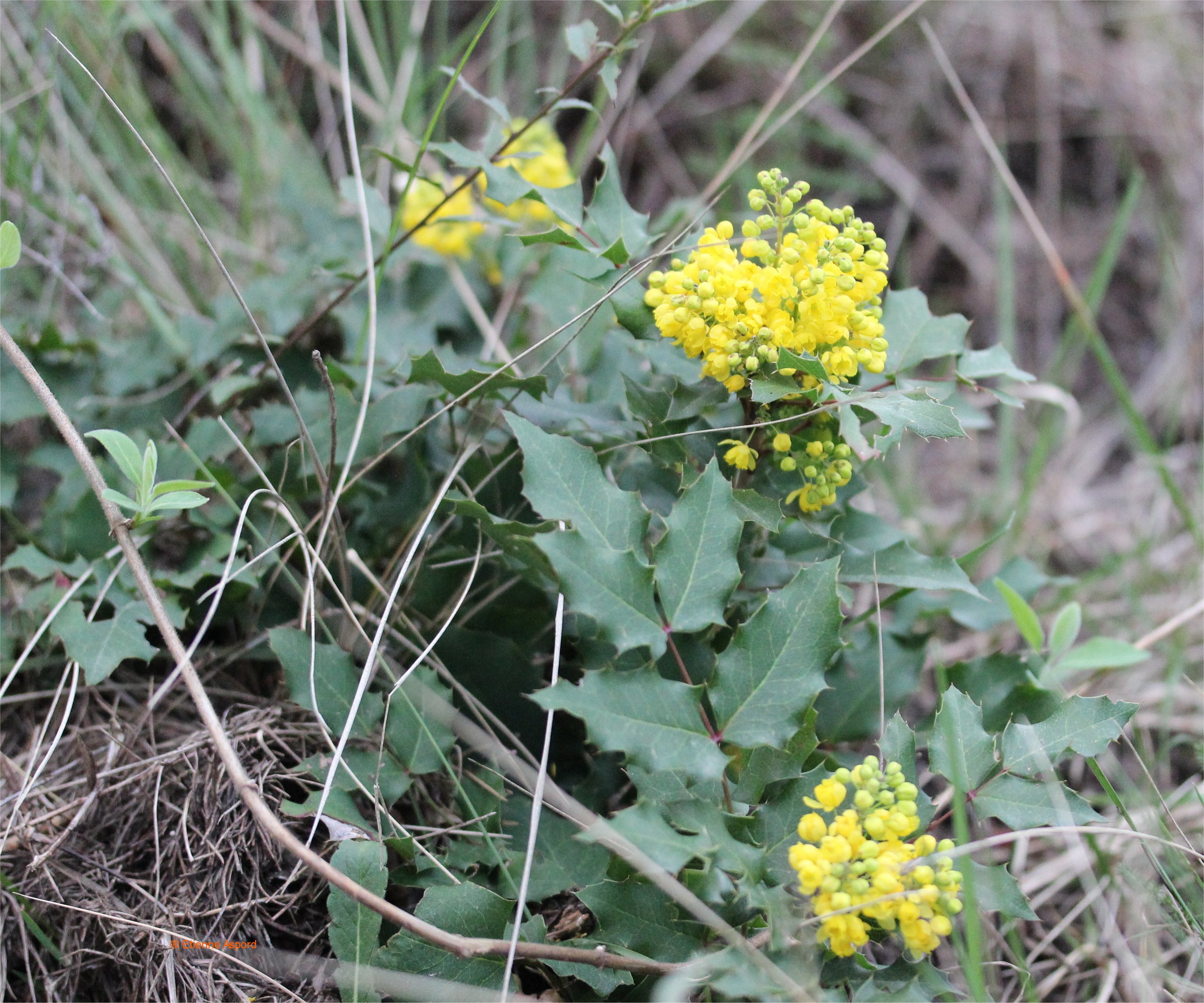 Mahonia aquifoliummahonia aquifolium