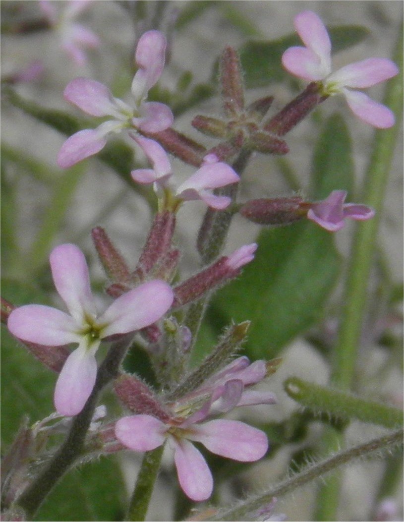 malcolmia africana