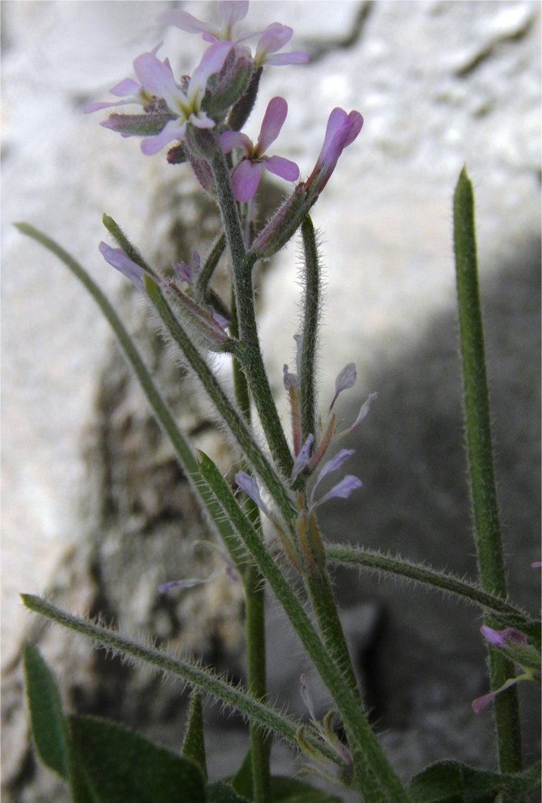 malcolmia africana