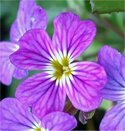 malcolmia maritima