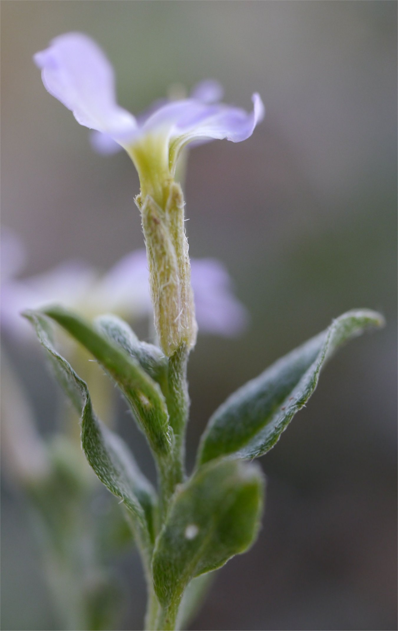 malcolmia maritima