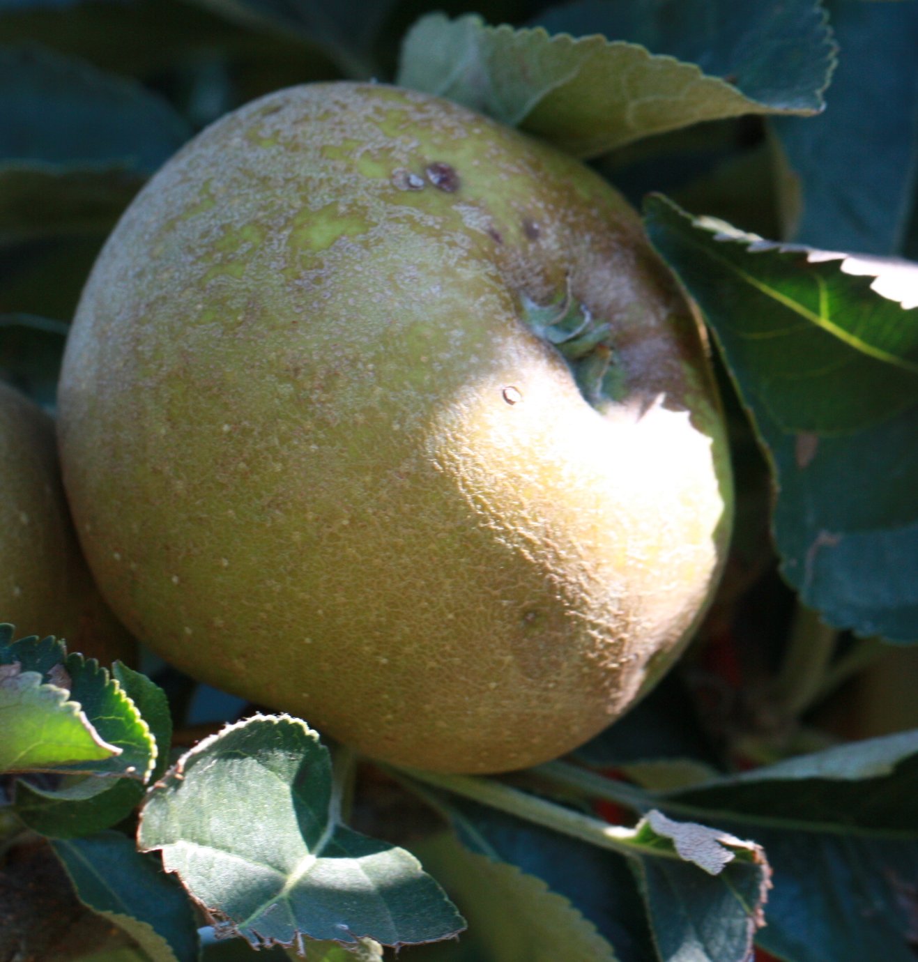 malus domestica