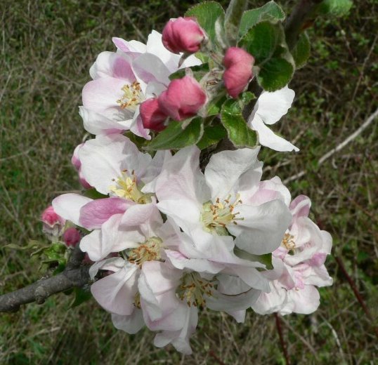 malus domestica