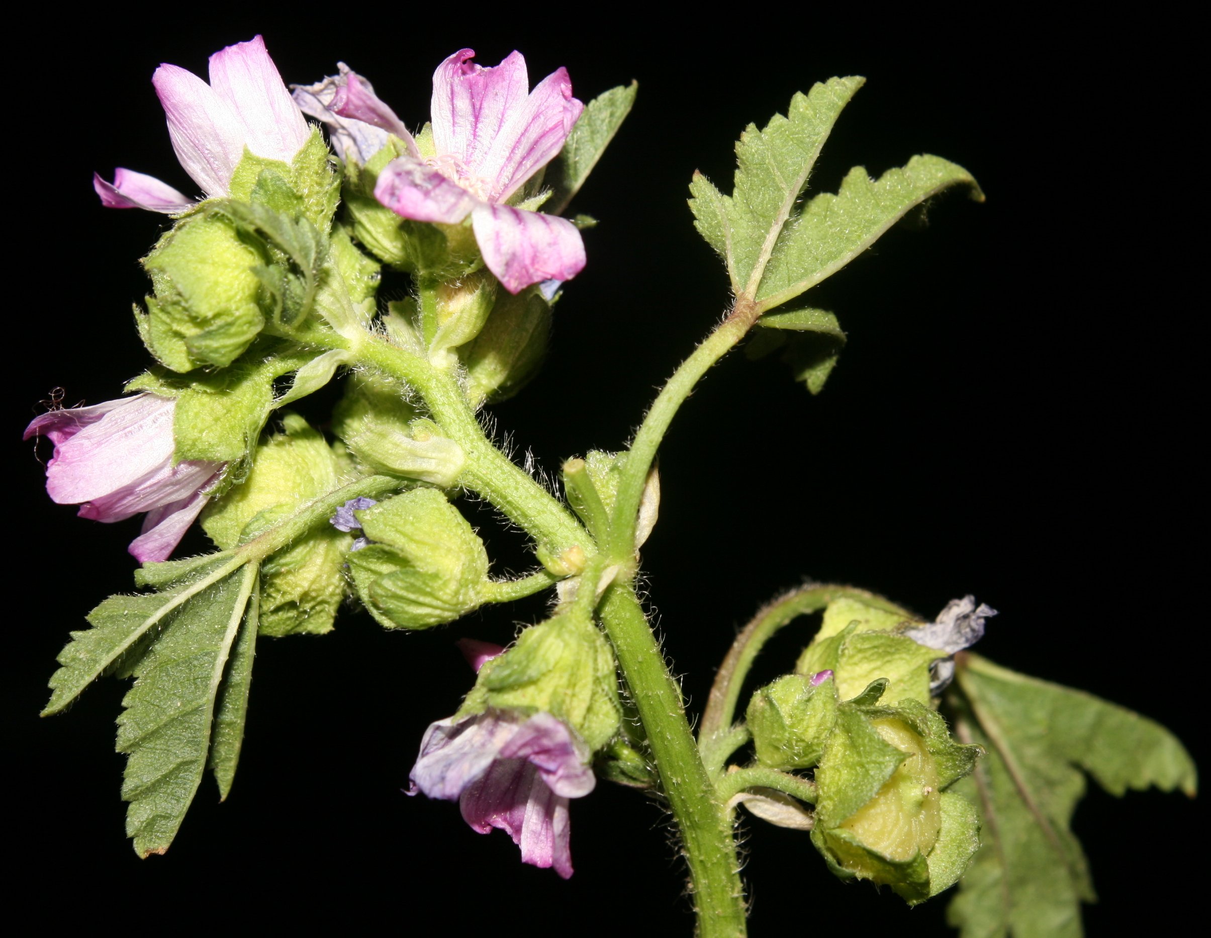 malva nicaensis