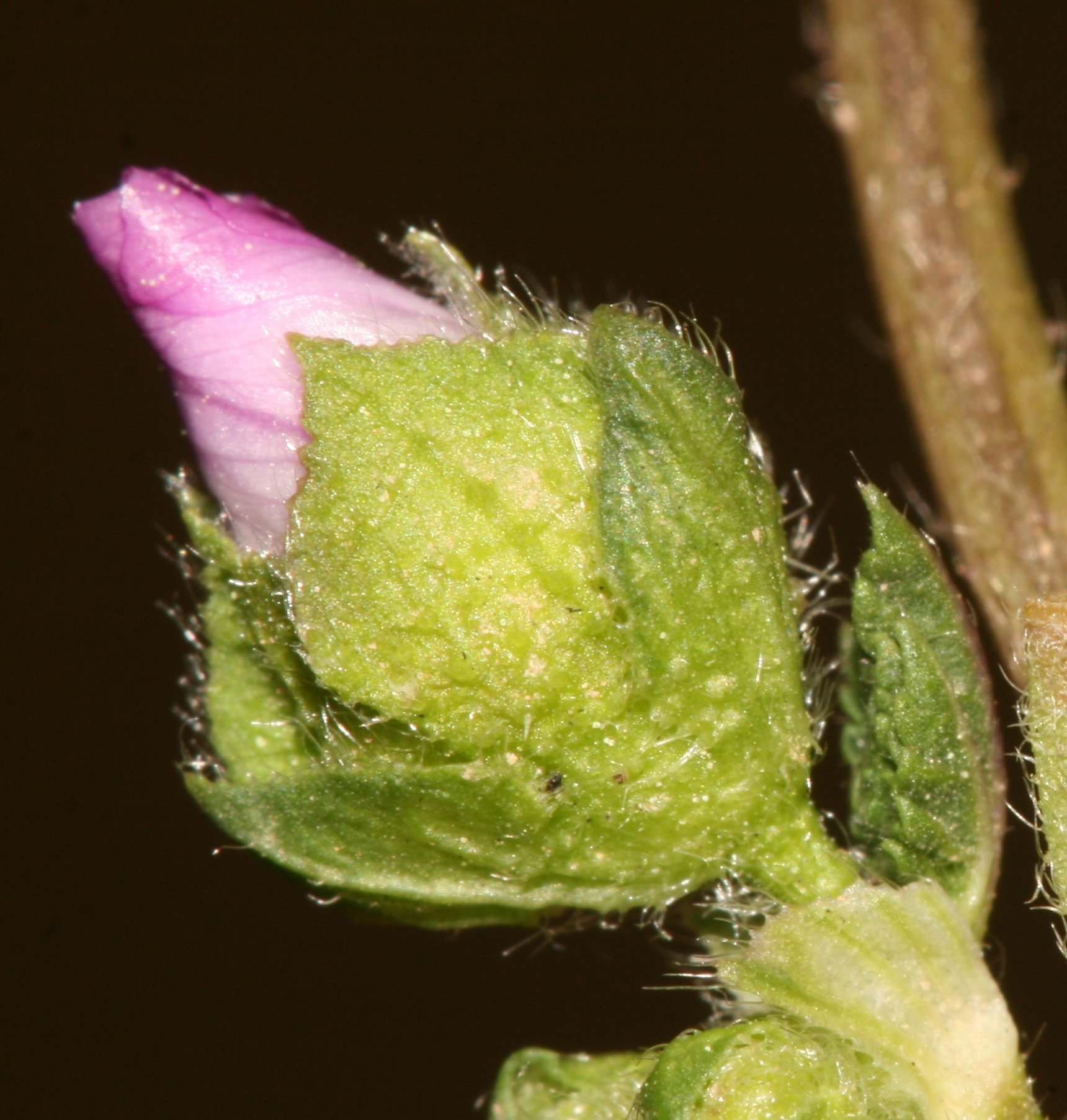 malva nicaensis