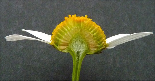 matricaria perforata