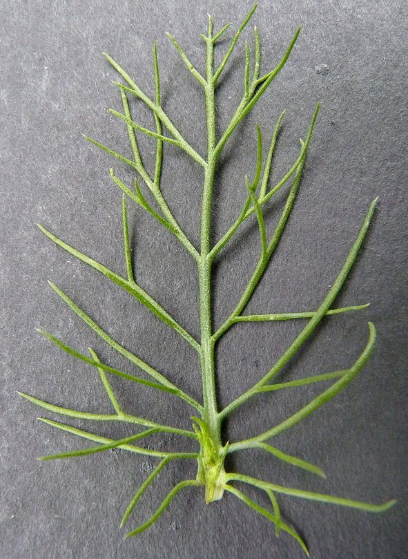 matricaria perforata