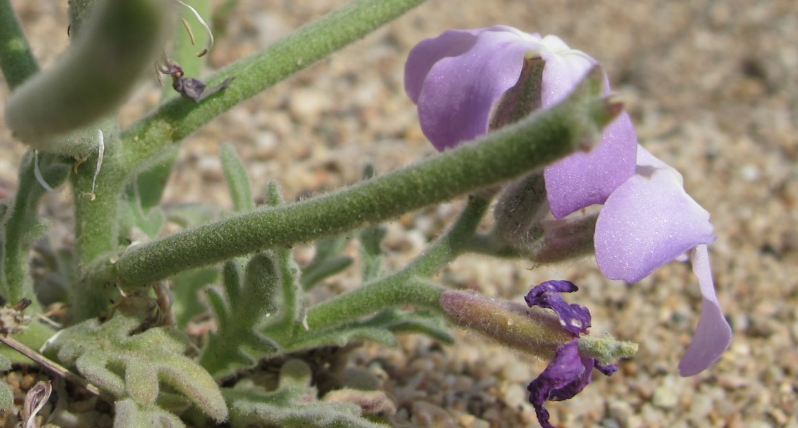 matthiola tricuspidata
