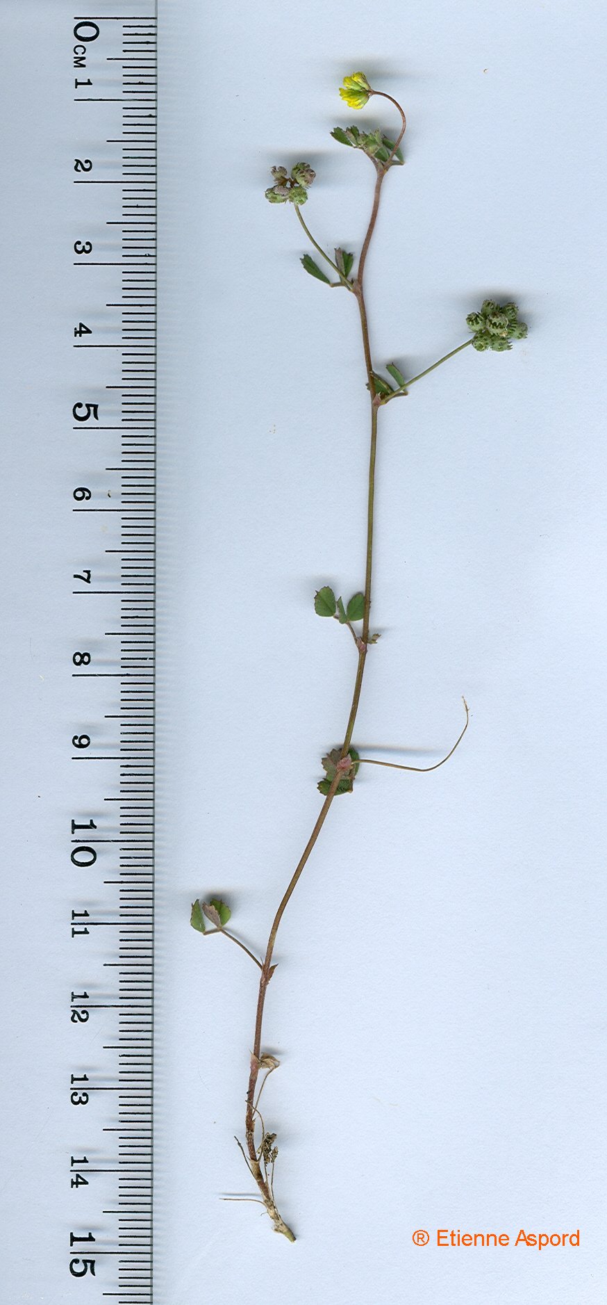 medicago coronata