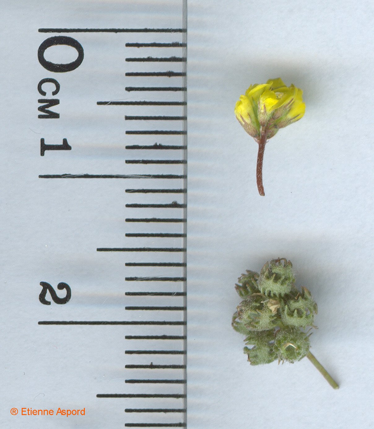 medicago coronata