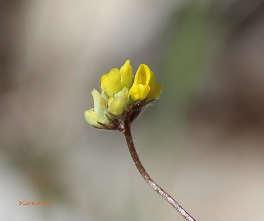 medicago coronata