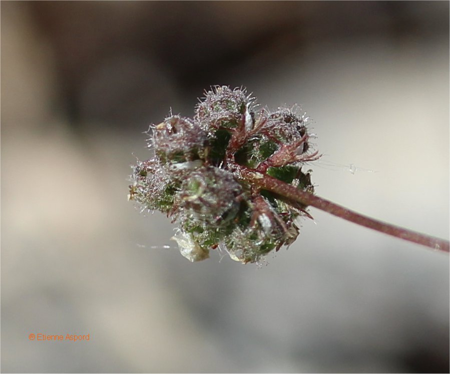 medicago coronata