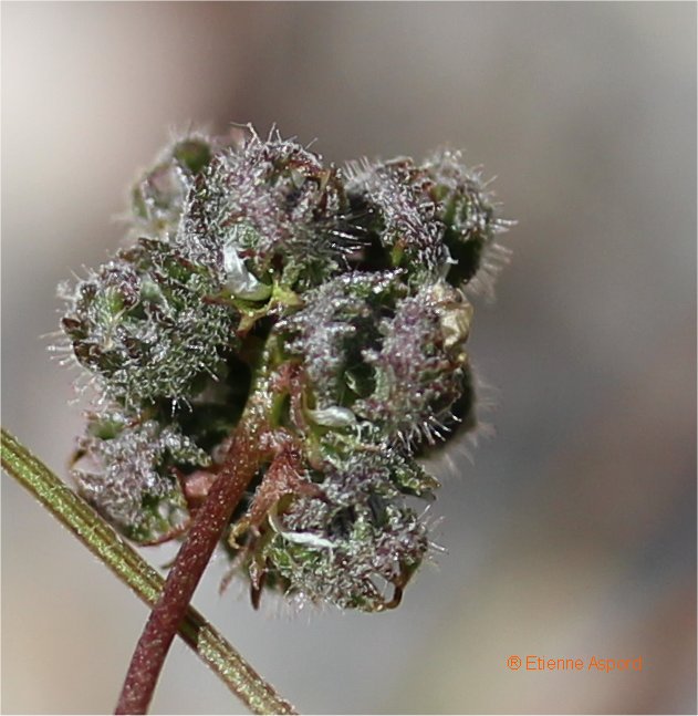 medicago coronata