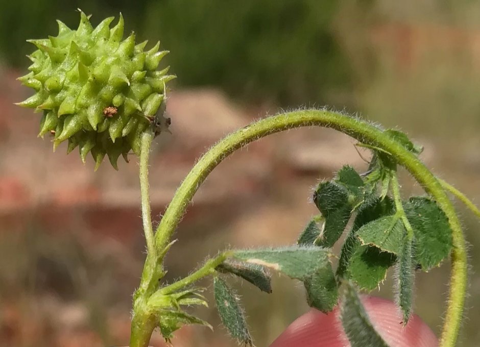 medicago doliata