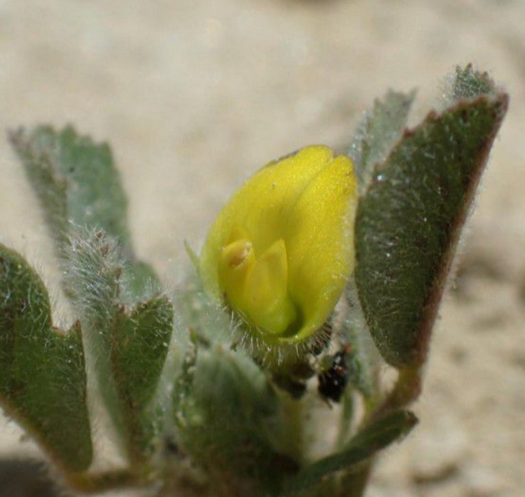 medicago doliata