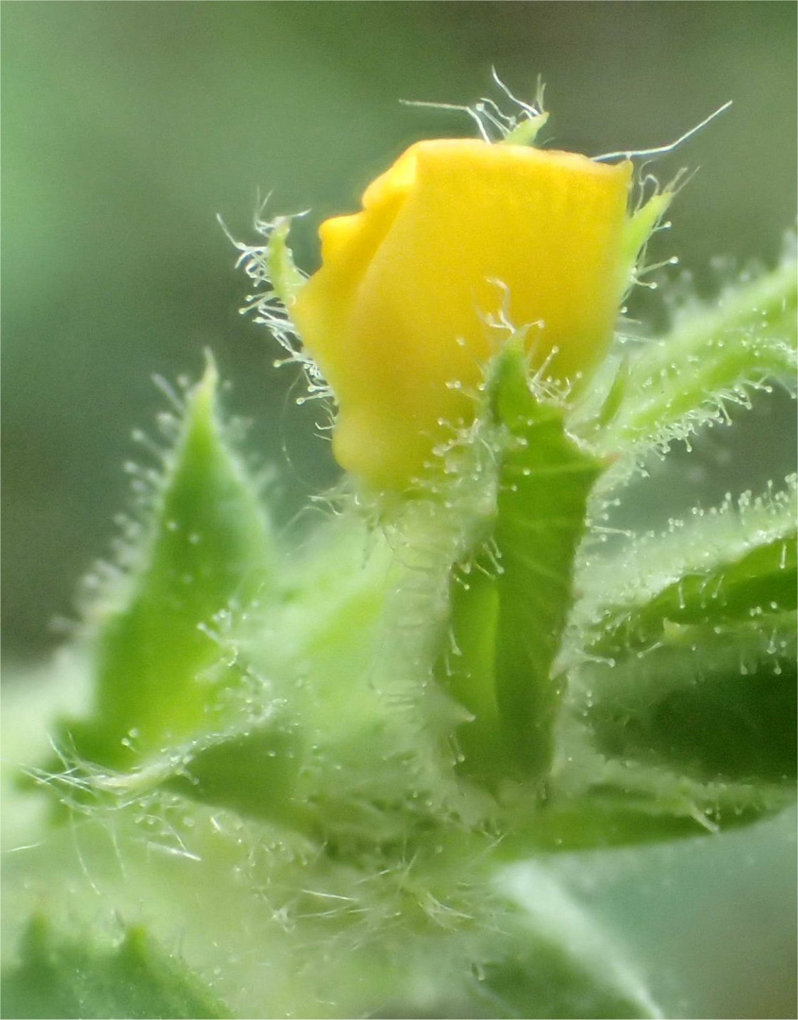 medicago scutellata