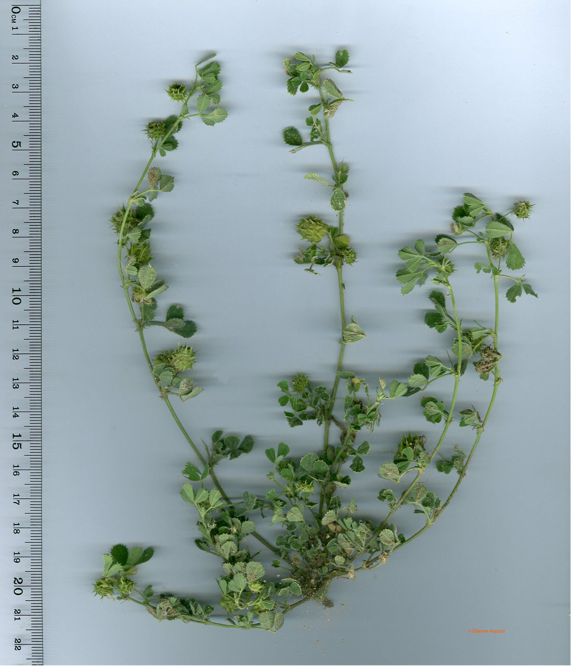medicago truncatula