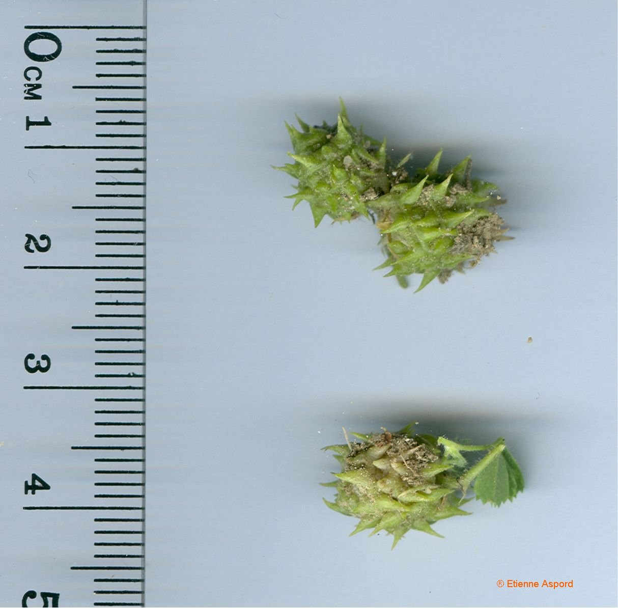 medicago truncatula