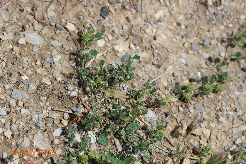 medicago truncatula