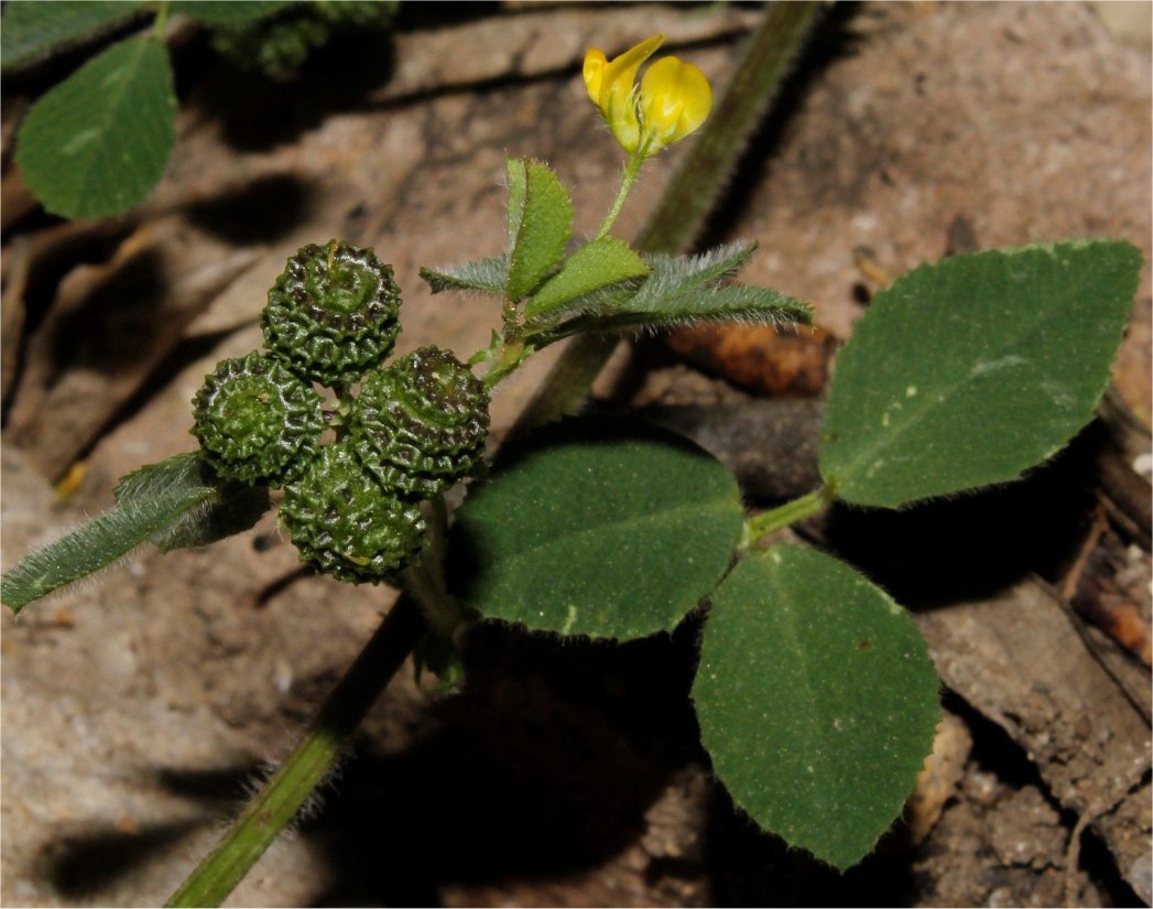 medicago tuberculata