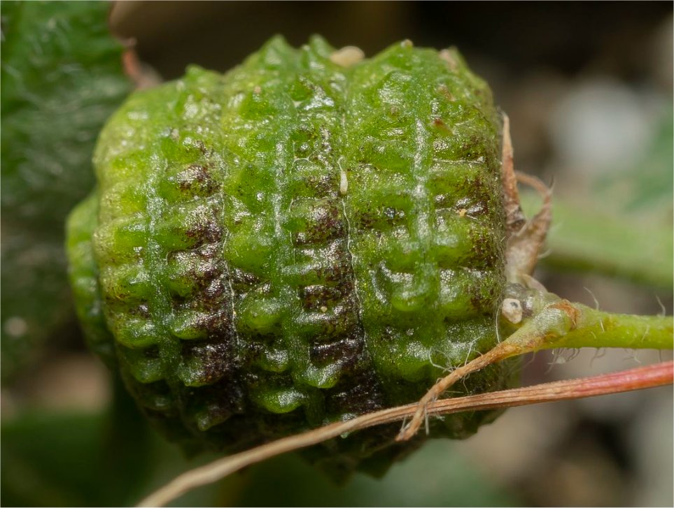 medicago tuberculata
