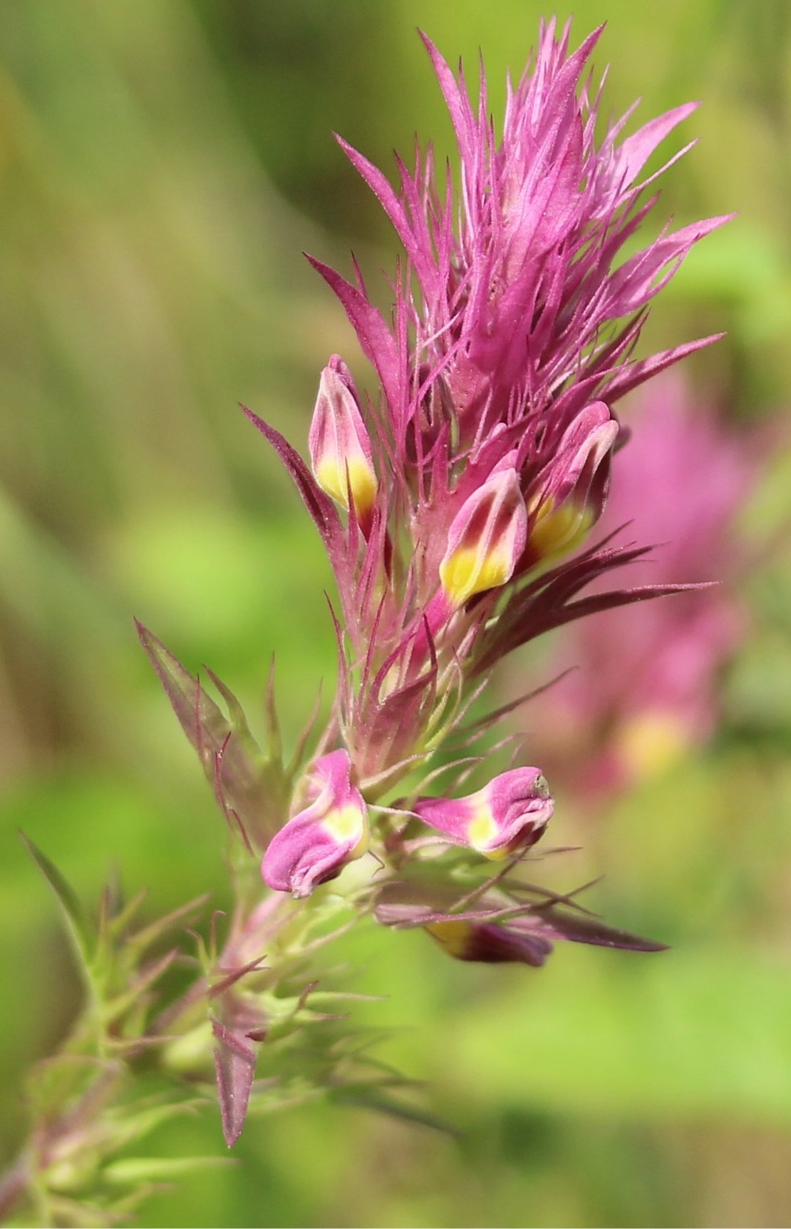Melampyrum arvensemelampyrum arvense