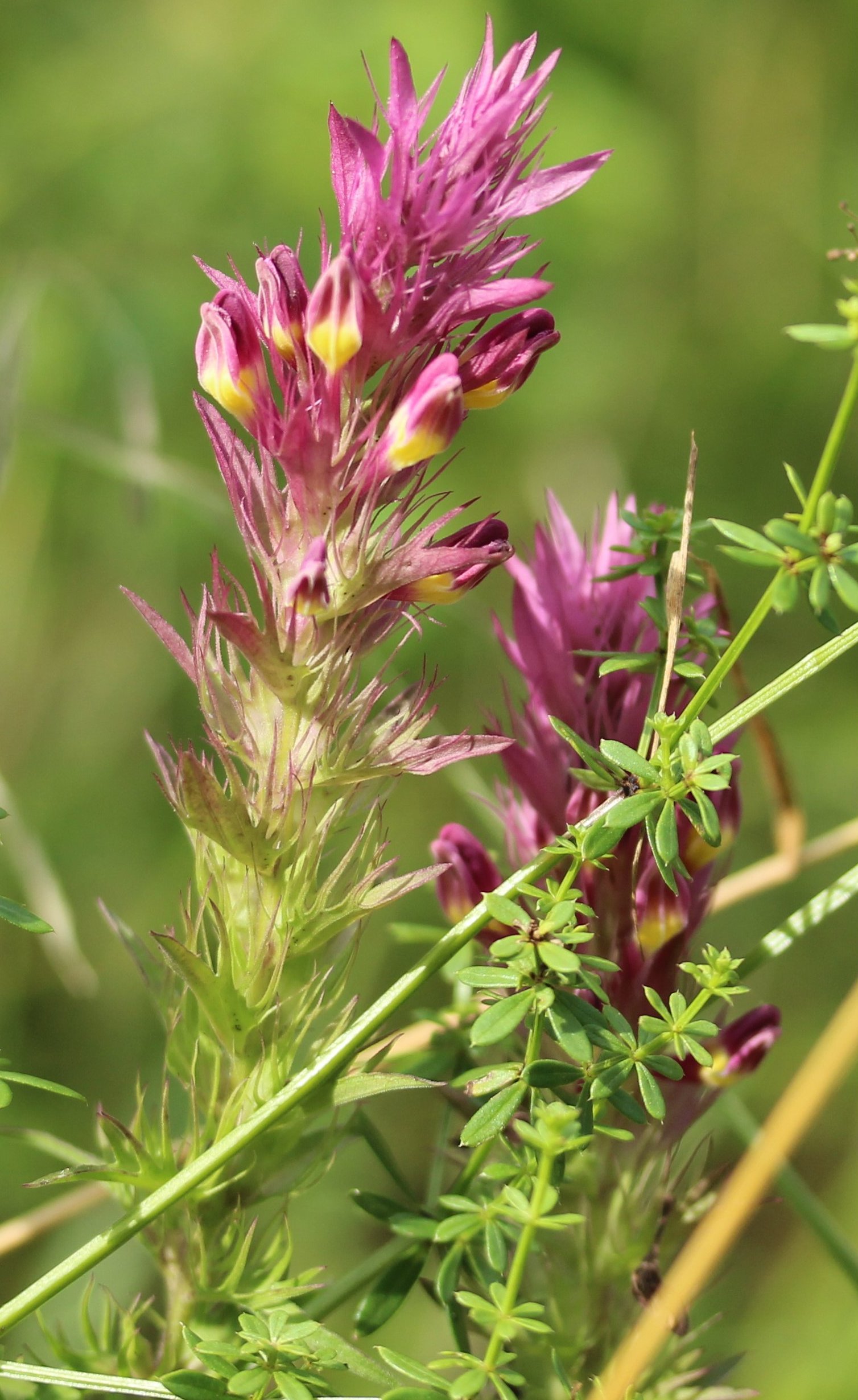 Melampyrum arvensemelampyrum arvense