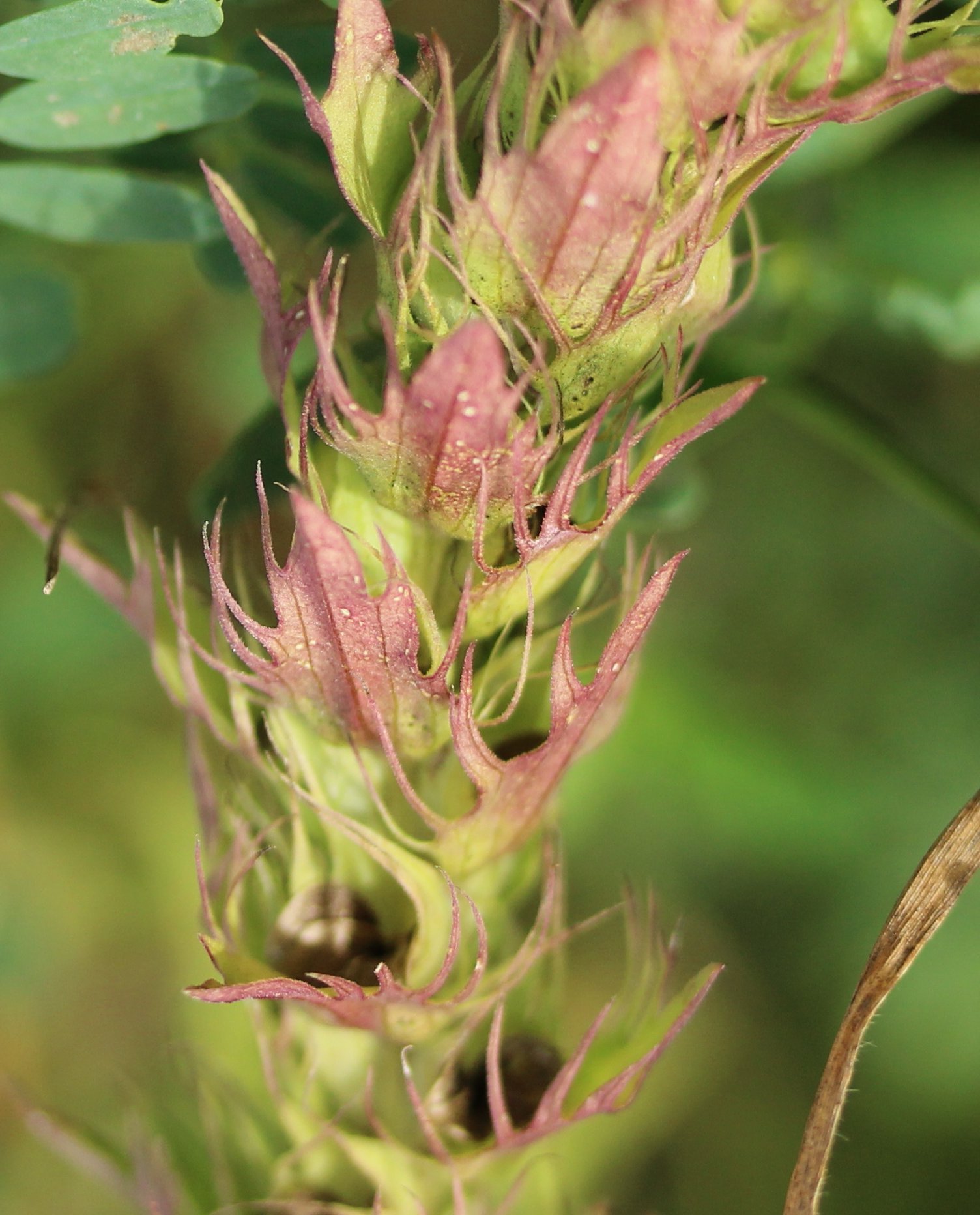 Melampyrum arvensemelampyrum arvense