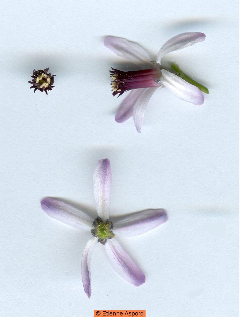 Melia Azedarach