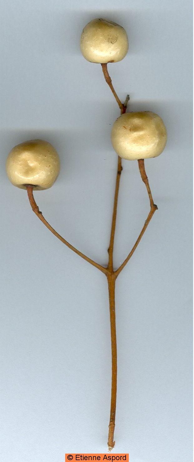Melia Azedarach