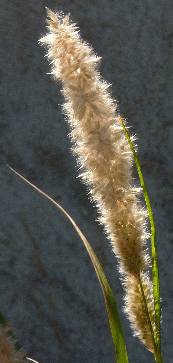 melica ciliata subsp magnolii