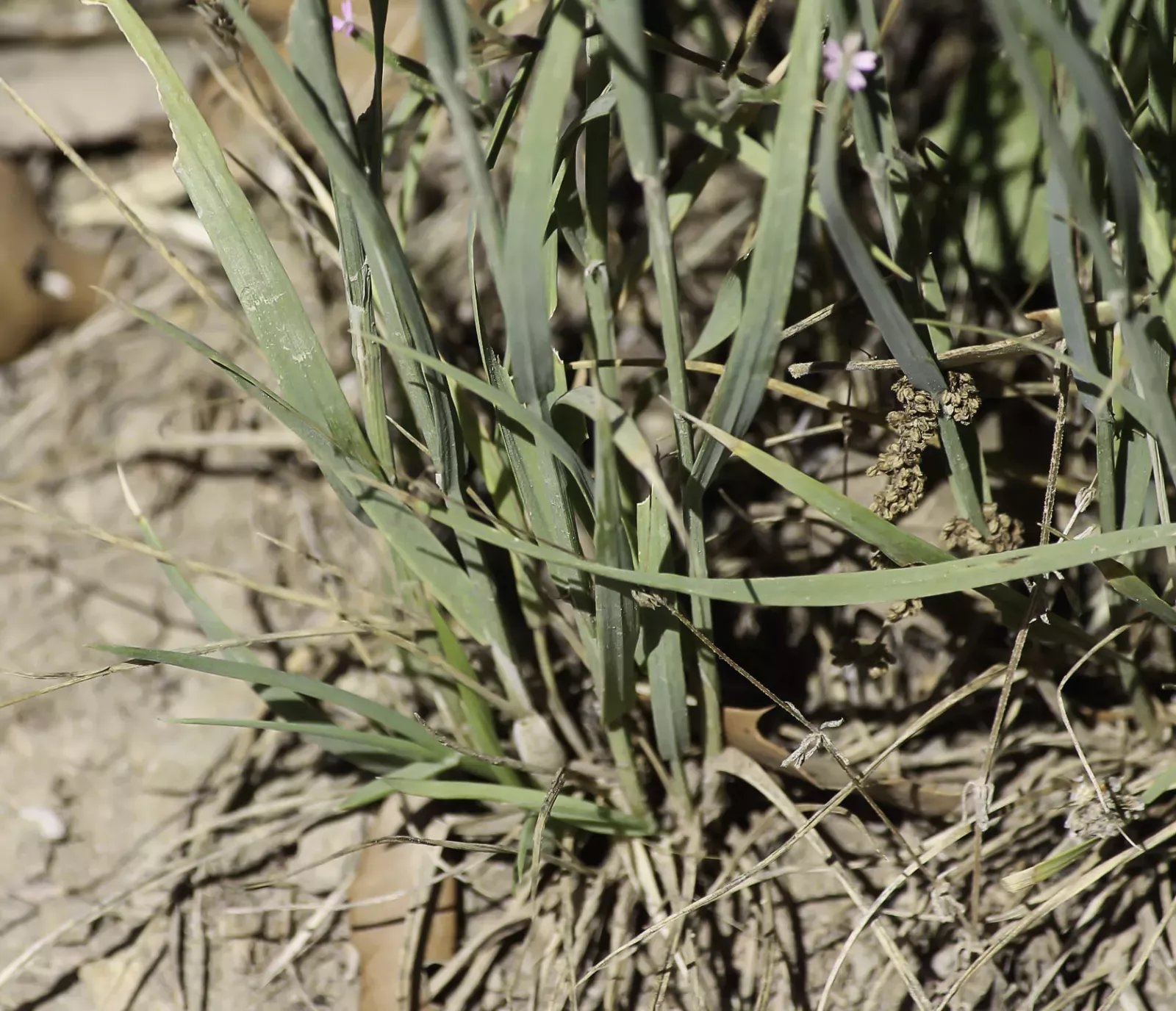 melica ciliata subsp magnolii