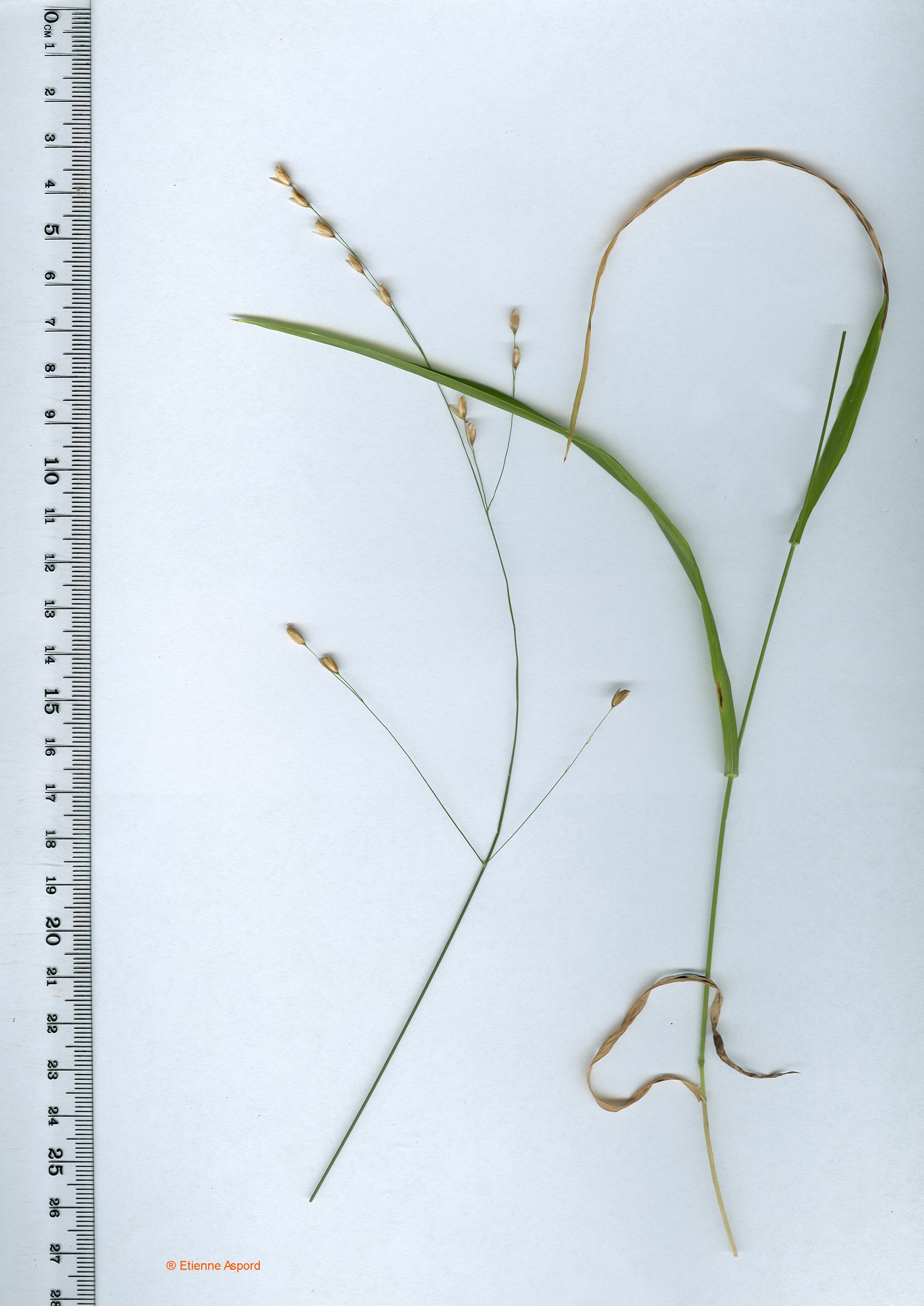 melica uniflora