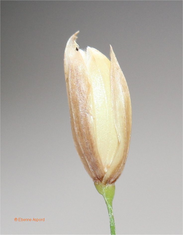 melica uniflora