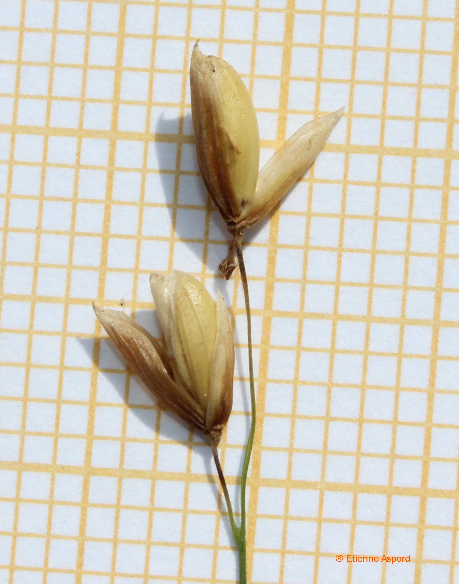 melica uniflora