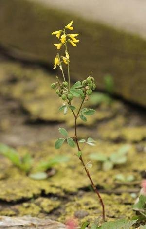 melilotus infestus
