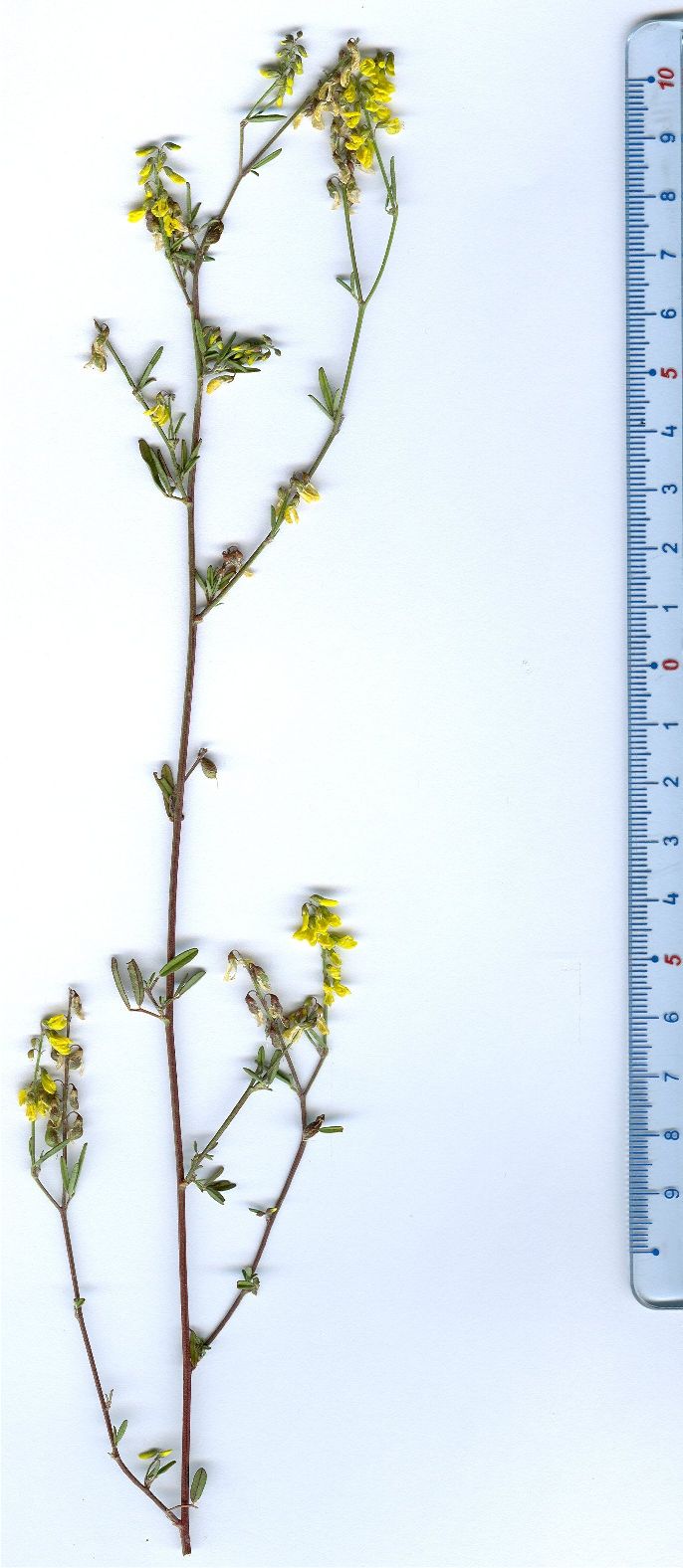 medicago altissimus