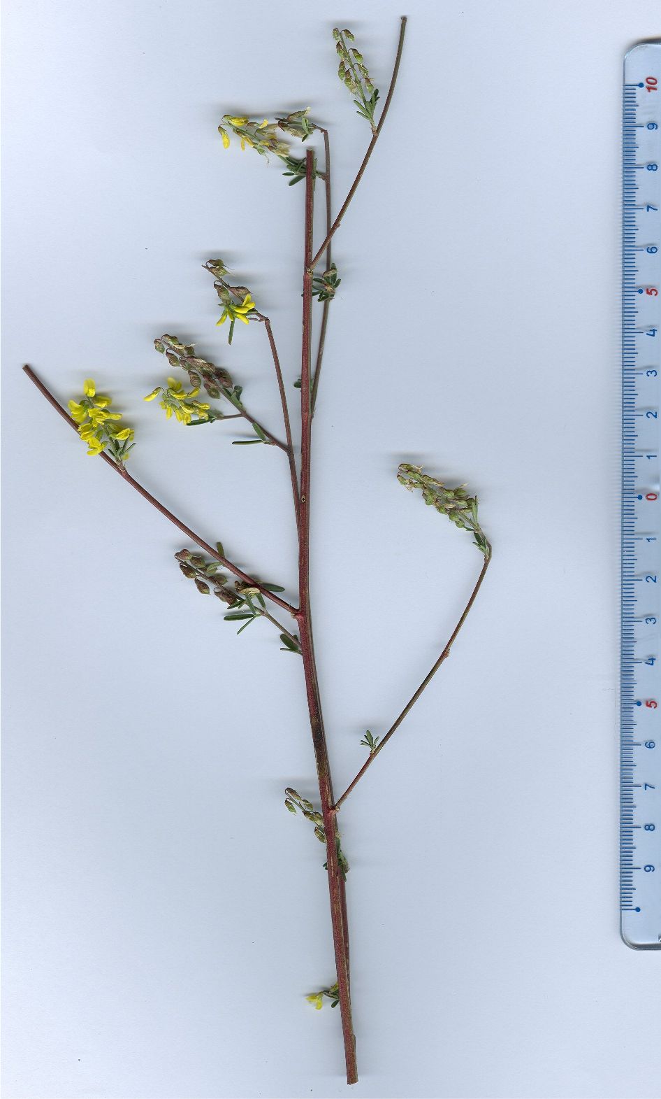 medicago altissimus