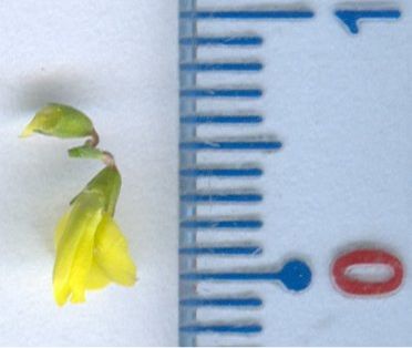 medicago altissimus
