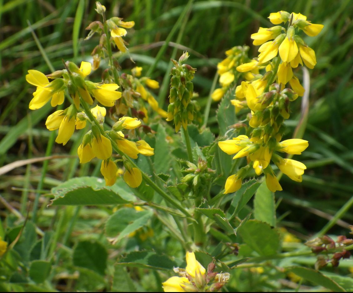 melilotus segetalis