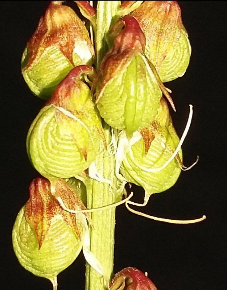 melilotus segetalis