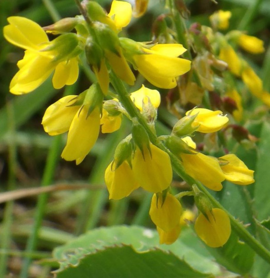 melilotus segetalis