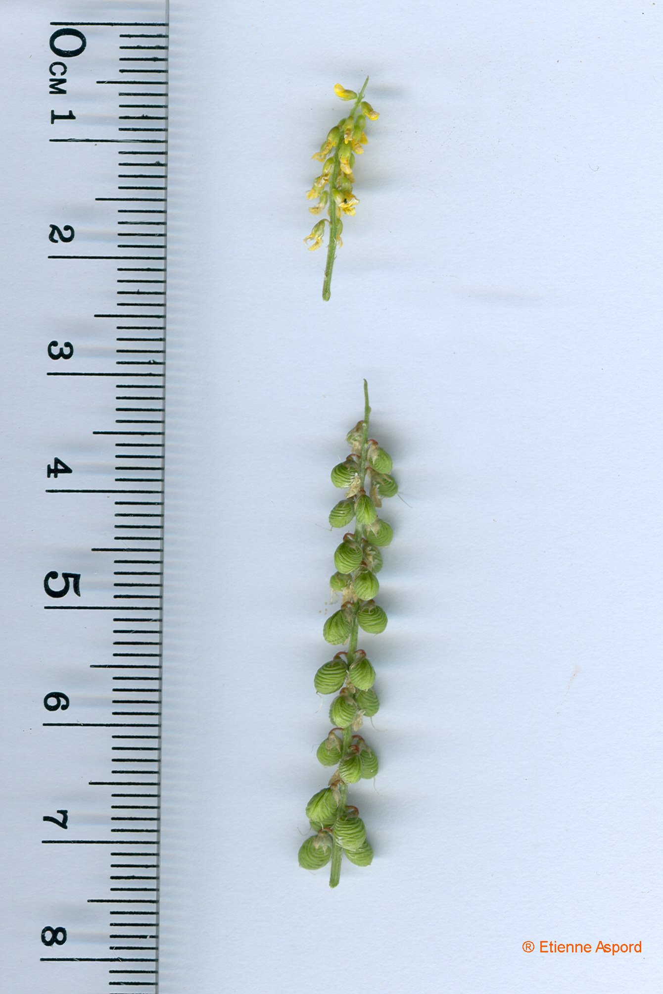 melilotus sulcatus