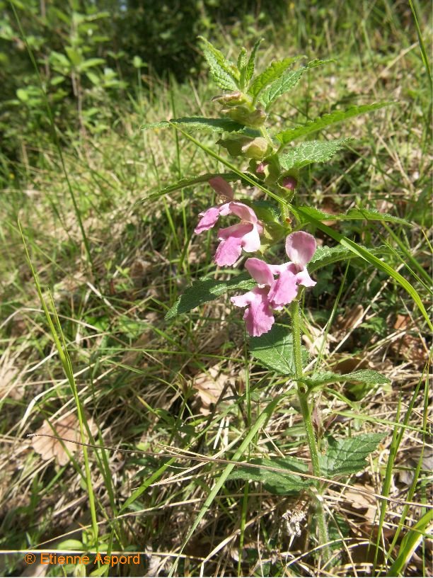 Melittis melissophyllummelittis melissophyllum
