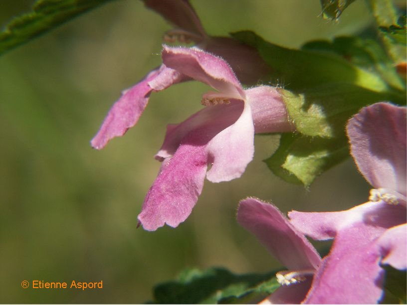 Melittis melissophyllummelittis melissophyllum