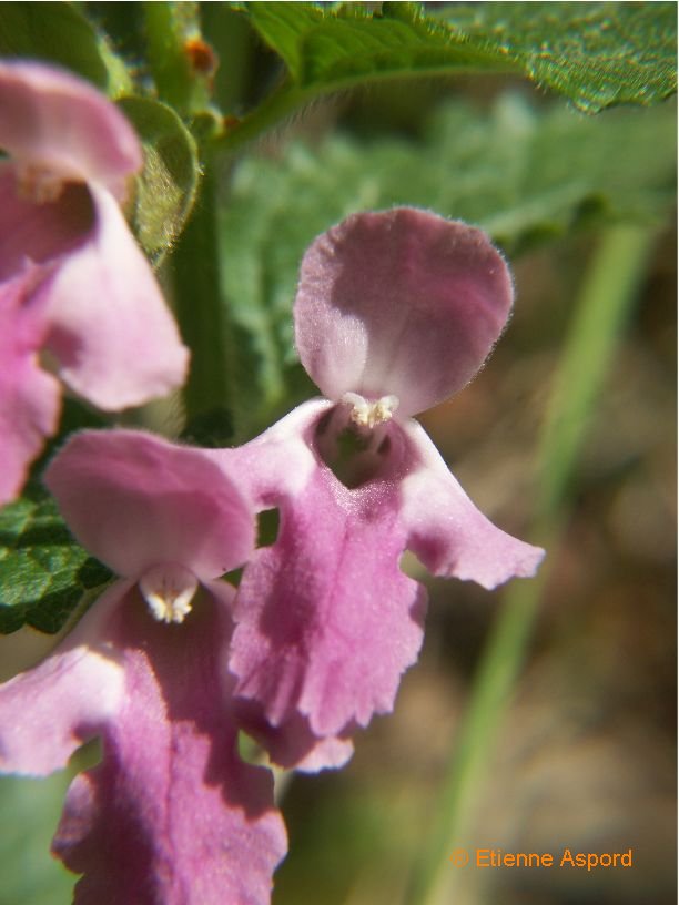 Melittis melissophyllummelittis melissophyllum